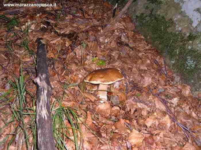  Image name: 126 Porcino.jpg 
 width: 700 pixel 
 height: 525 pixel 
 Size: 37802 bytes 
 Click to enlarge 